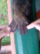Pachyramphus validus