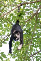 Alouatta caraya