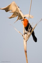 Amblyramphus holosericeus