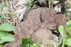 Bothrops alternatus