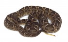 Bothrops diporus