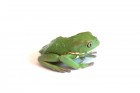 Phyllomedusa sauvagii