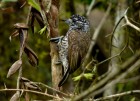 Picumnus dorbygnianus