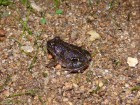 Pleurodema kriegi
