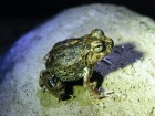 Pleurodema tucumanum