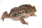 Rhinella schneideri