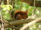 Sciurus ignitus