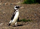 Spheniscus magellanicus