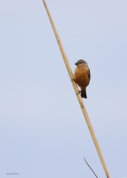 Sporophila hypoxantha