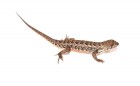 Stenocercus doellojuradoi
