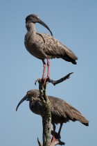 Theristicus caerulescens