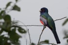 Trogon curucui