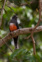 Trogon curucui