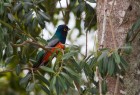 Trogon curucui