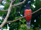 Trogon curucui