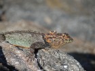 Tropidurus spinulosus
