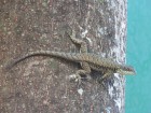 Tropidurus torquatus