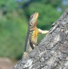 Tropidurus torquatus