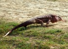 Salvator rufescens