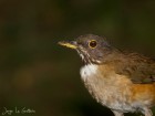 Turdus albicollis