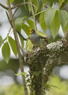 Turdus nigriceps