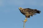 Buteogallus meridionalis