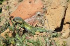 Liolaemus sarmientoi