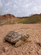 Chelonoidis chilensis