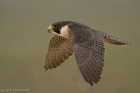 Falco peregrinus