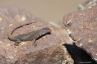 Liolaemus austromendocinus
