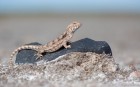 Liolaemus lentus