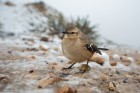 Mimus patagonicus