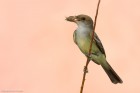 Myiarchus swainsoni