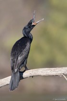 Phalacrocorax brasilianus