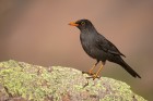 Turdus chiguanco