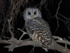 Strix chacoensis