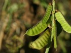 Dolichopsis paraguariensis
