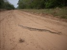 Bothrops alternatus