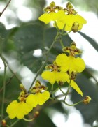 Oncidium bifolium