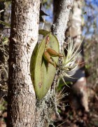 Pleurothallis pectinata