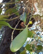 Pleurothallis obovata