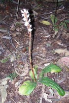 Pteroglossa roseoalba