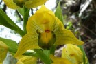 Chloraea elegans
