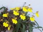 Oncidium bifolium