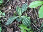 Cyclopogon elegans