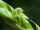 Habenaria hexaptera