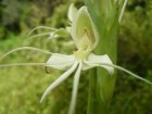 Habenaria gourlieana