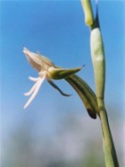 Habenaria trifida
