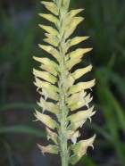 Sacoila secundiflora