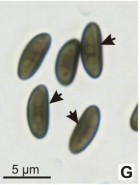 Annulohypoxylon substygium